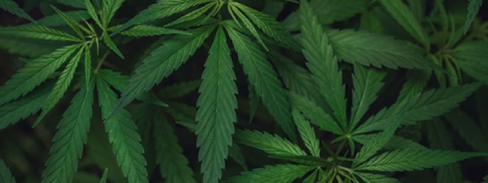 Marijuana HR Policy & Best Practices: Handling Employee Medical & Recreational Use