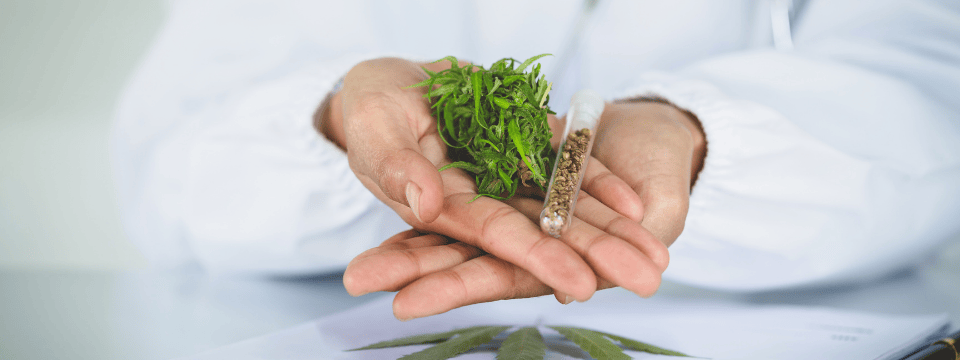 Marijuana Policy & Best Practices: Handling Employee & Patient Medical & Recreational Use at Work & at Home